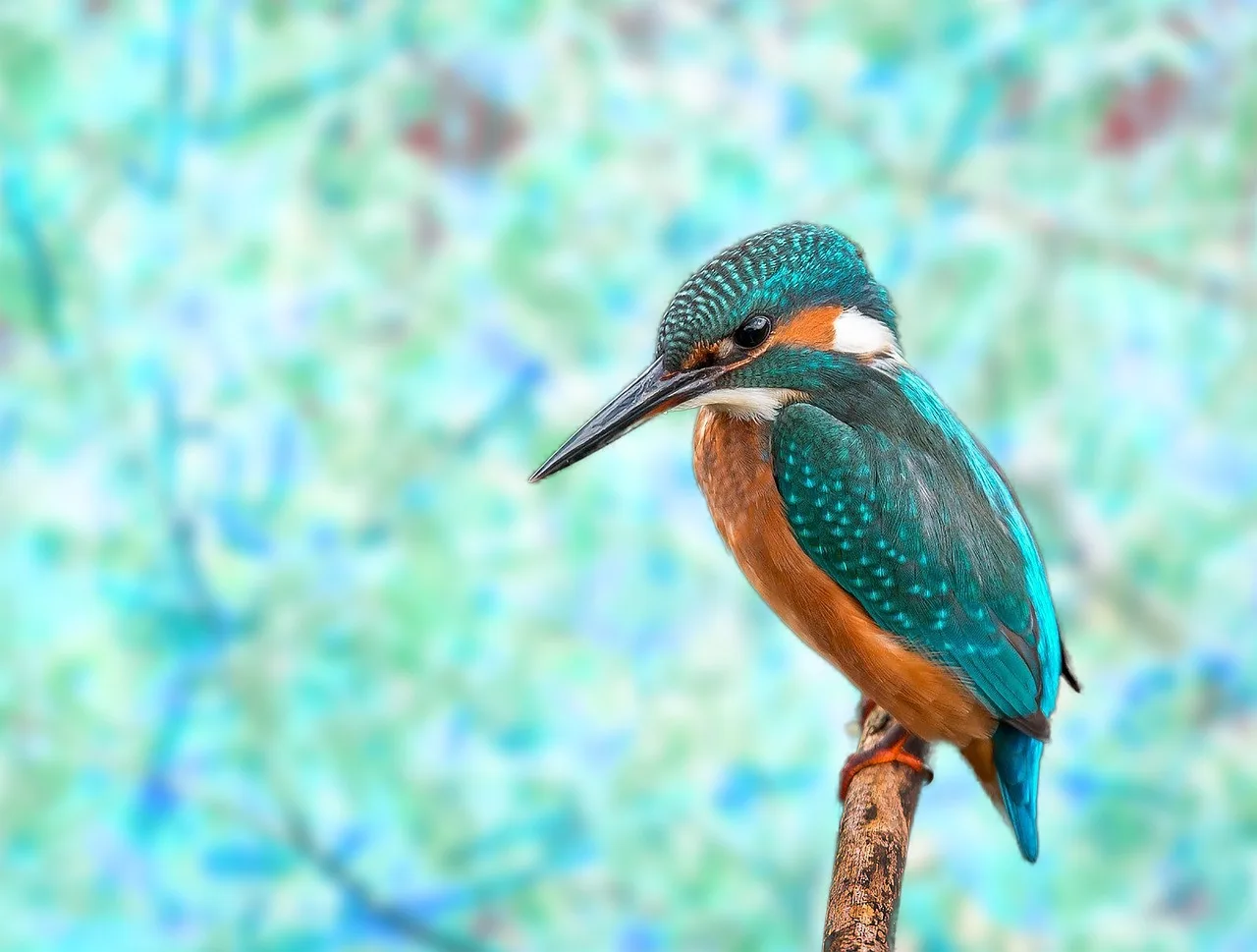 kingfisher, hd wallpaper, 4k wallpaper 1920x1080, full hd wallpaper, bird, bokeh, free background, nature, animal, sitting, wildlife, mac wallpaper, cool backgrounds, desktop backgrounds, beak, 4k wallpaper, background, wallpaper 4k, free wallpaper, feathers, branch, laptop wallpaper, plumage, wallpaper hd, windows wallpaper, macro, blue, flying, close up, beautiful wallpaper, photomontage, composing, surreal, fantasy